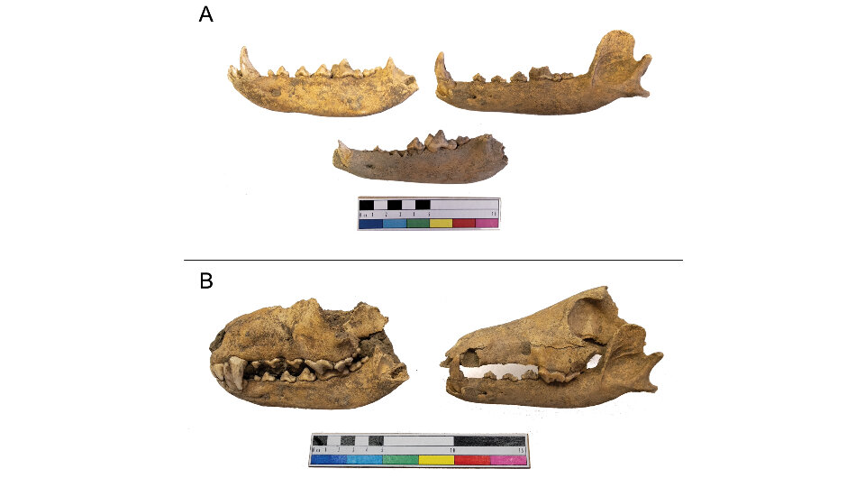   Christopher Nichols / European Journal of Archaeology, 2023