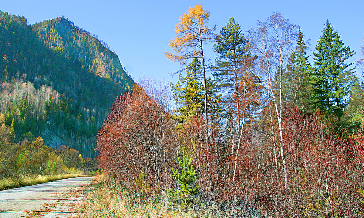 Природные условия в таежной зоне. Лето в тайге. Тайга теплая. Климатические условия зоны тайги. Климат тайги климат тайги.