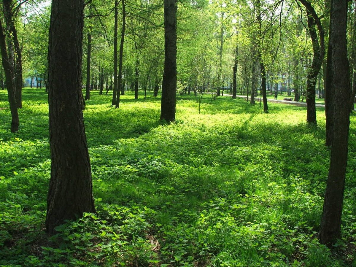 Парк зеленая зона