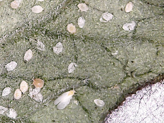 Белокрылка и её личинки (фото автора)