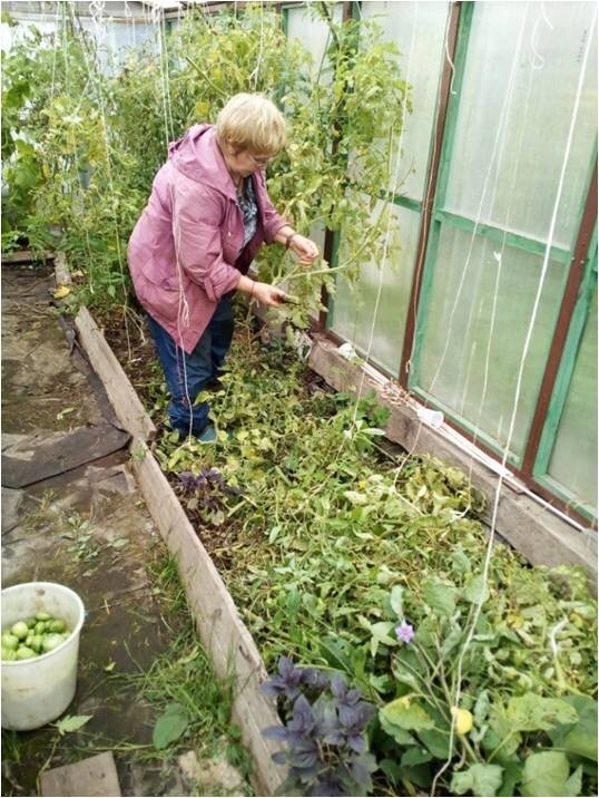 Измельчаем секатором растительные остатки (фото автора)