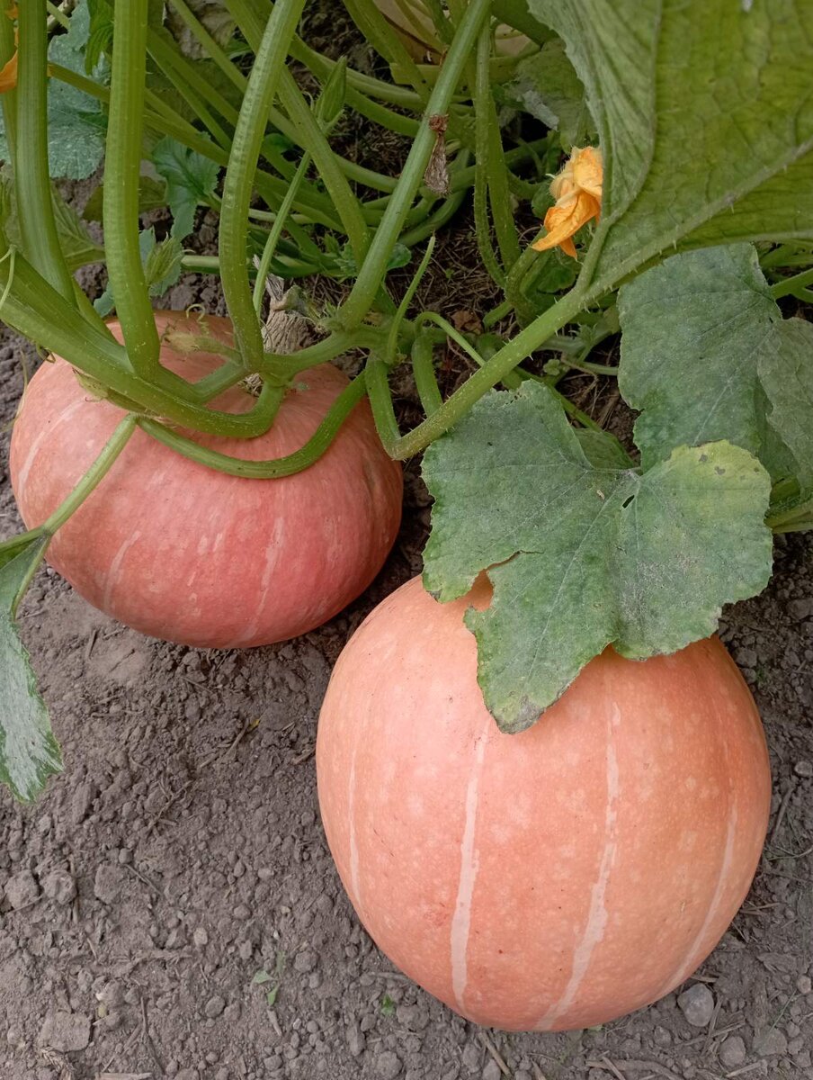 Тыква "Конфетка"