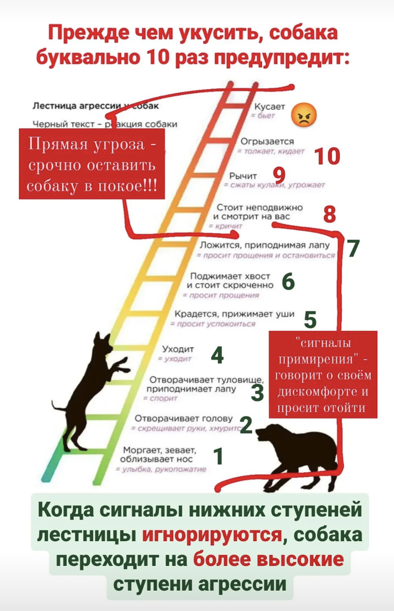 Что такое лестница агрессии у собак и почему не бывает внезапных ...