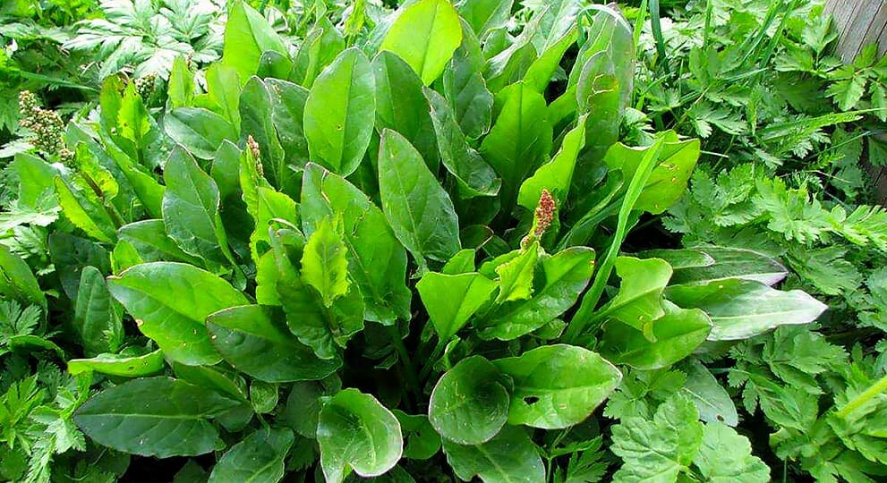 Как выглядит щавель между ног "Rumex Acetosa" Зображення - огляд 37,295 Стокові фото, векторні зображення й ві
