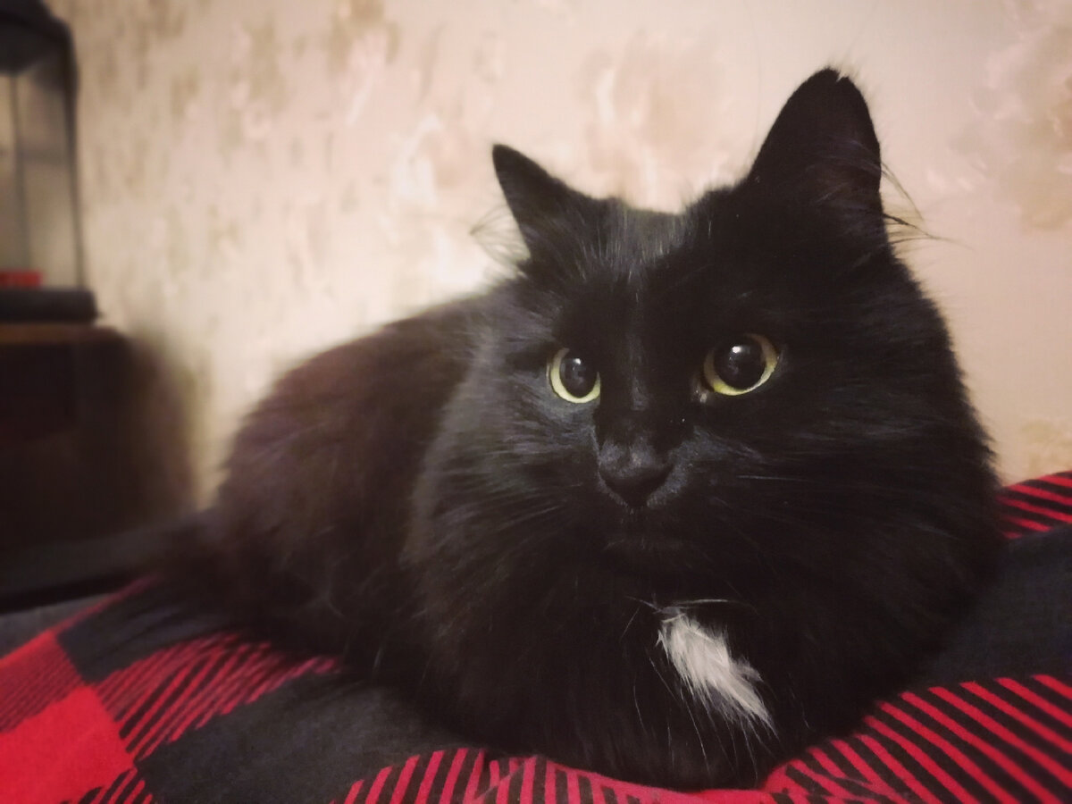 ФОТО: КСЕНИЯ ДУДАРЕВА/ЦАРЬГРАД