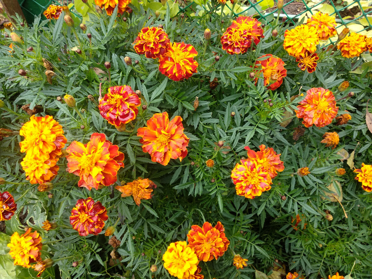 Бархатцы отклоненные. Фото автора