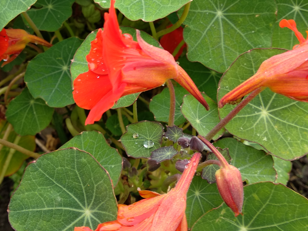 Настурция прекрасная. Фото автора