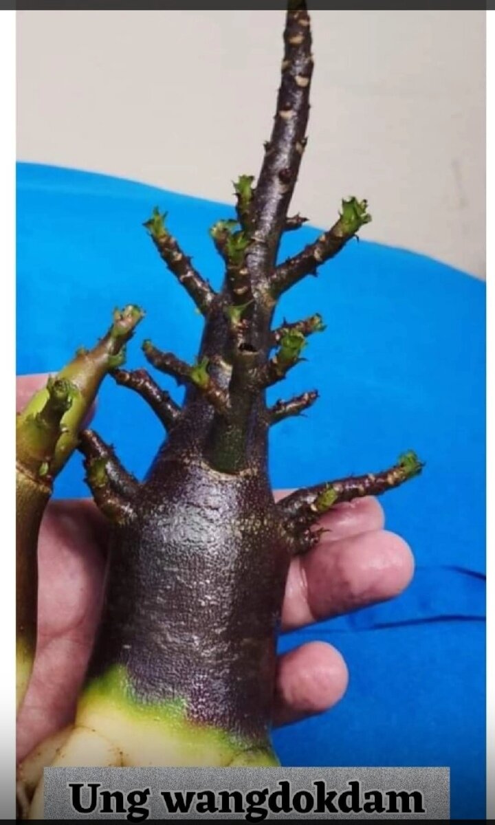 Фото из каталога
