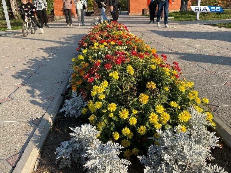    В 2024 году клумбы Северного округа Оренбурга украсят более 600 тысяч цветов Марина Шарт