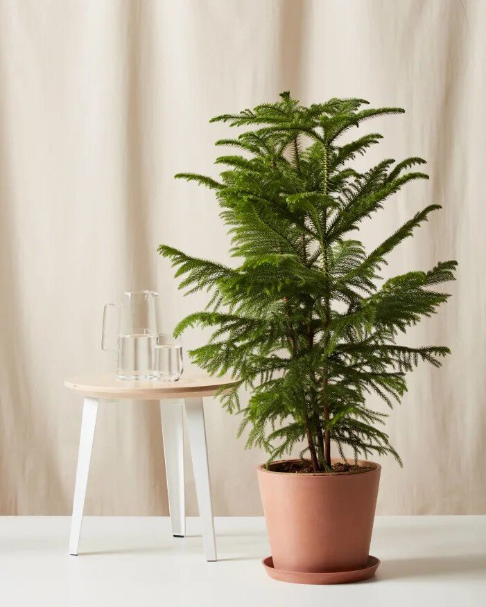 apartmenttherapy.com