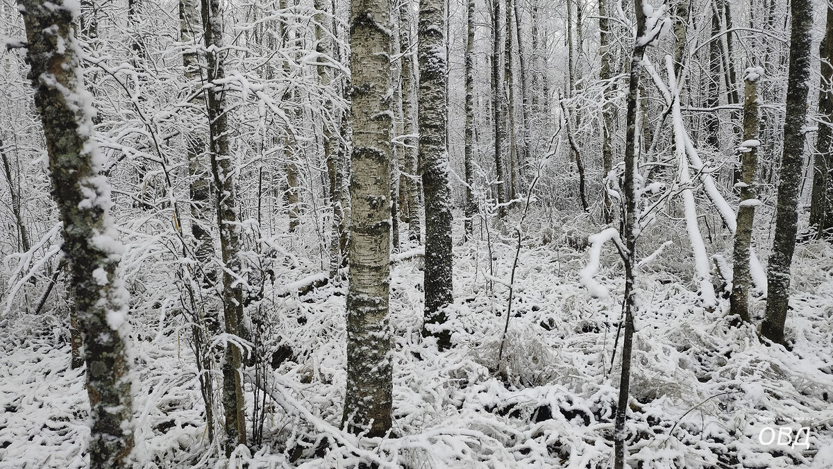 Однообразие зимнего леса завораживает!