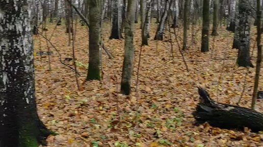 Про живопись и графику / художник Титов Александр | В измайловском лесу ...