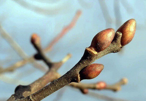 закрытая почка