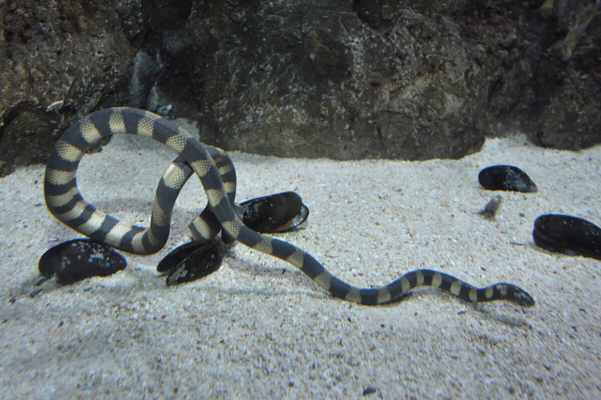 Рыба рожденная в год змей. Оливковая морская змея Дюбуа. Hydrophis cyanocinctus. Морские змеи живорождение. Hydrophis brookii.