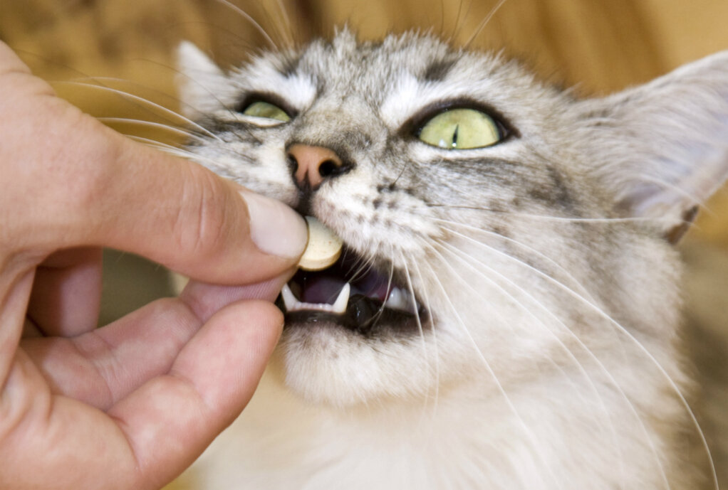 источник фото: https://revvet.de/wp-content/uploads/2013/04/katze-tabletten-geben.jpg