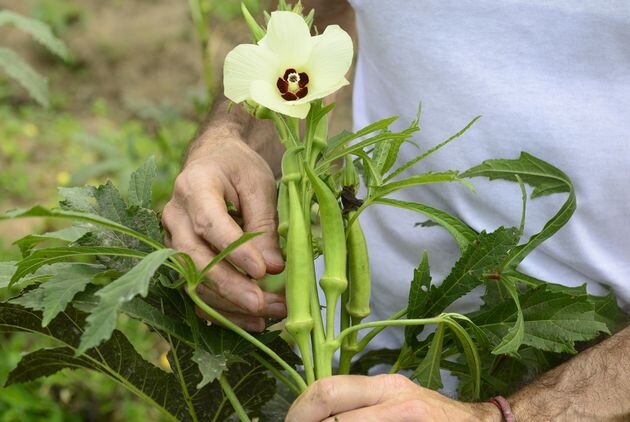 Бамия - не особо хитрая экзотика