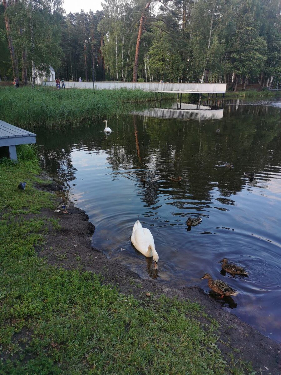На пруду живут лебеди - значит, не так всё плохо с экологией!