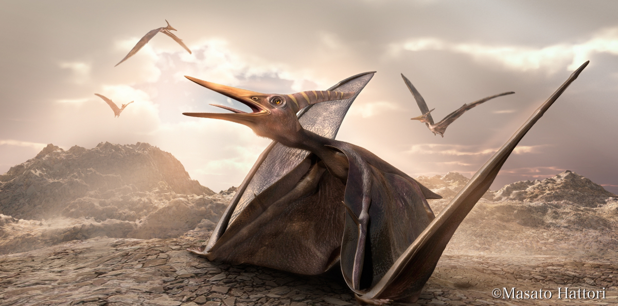 Если вы хоть раз видели летающего птерозавра с рогом — почти наверняка это был наш герой.