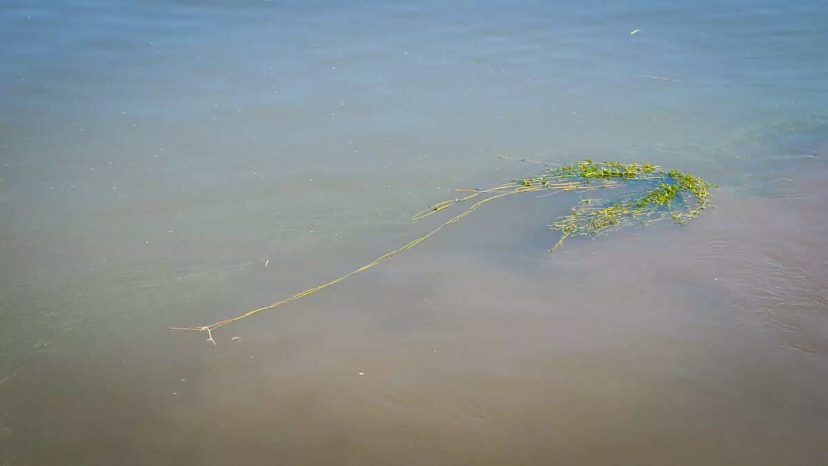     Сотрудники министерства природы Ростовской области проверили информацию о массовой гибели птиц в районе Цимлянского водохранилища, сообщила пресс-служба ведомства.