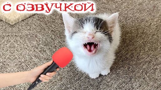 Приколы с котами! С ОЗВУЧКОЙ! - УГАРНЫЕ! Смешные коты! Самые смешные животные!