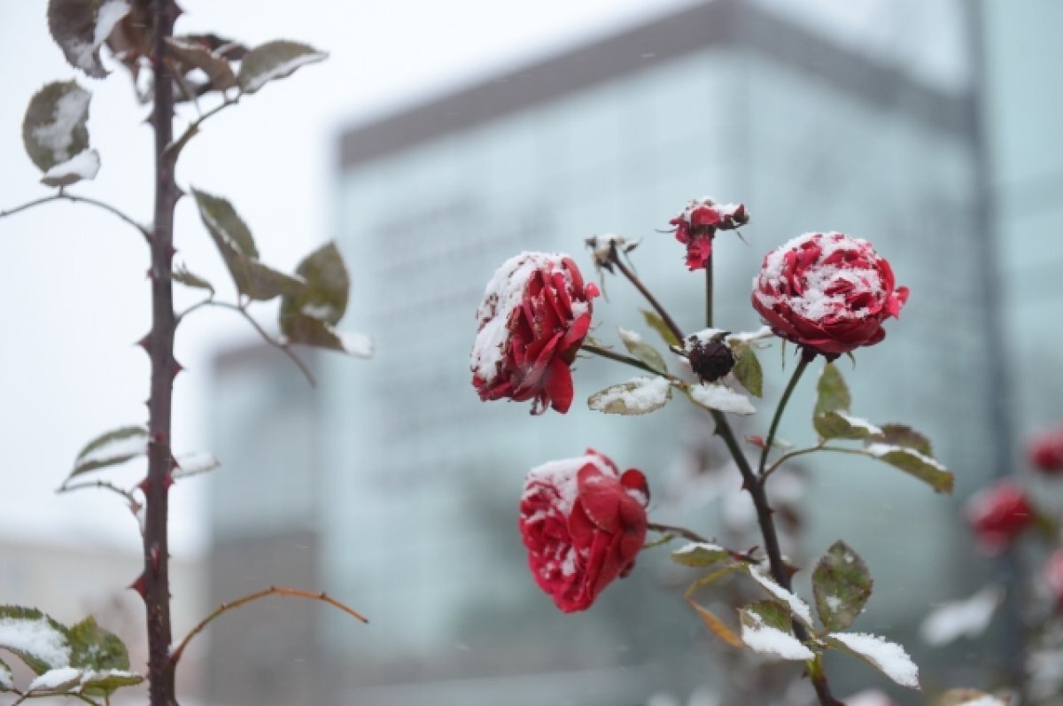    Климатолог Иошпа: первый снег в Ростове выпадет уже в субботу-воскресенье