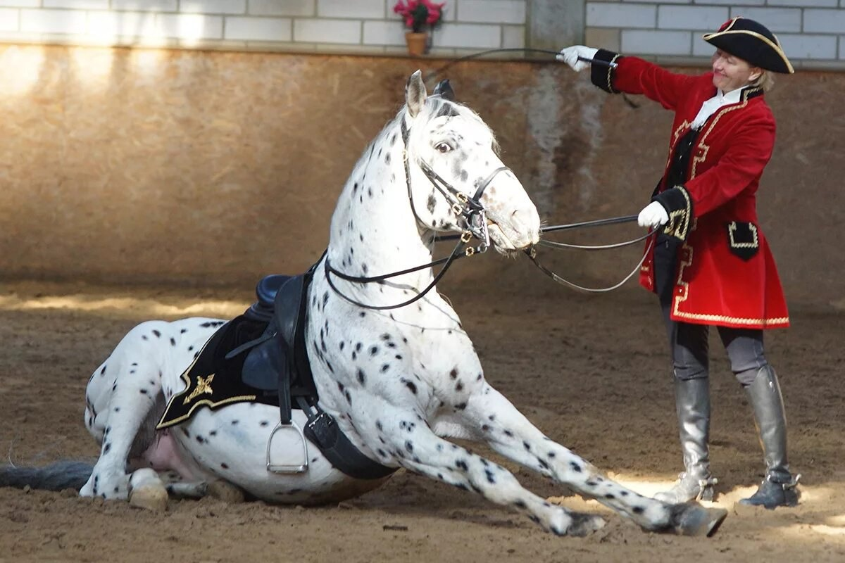 Сейчас кнабструппереров используют в цирках и шоу-программах с лошадями. Кони очень послушны и исполнительны. 