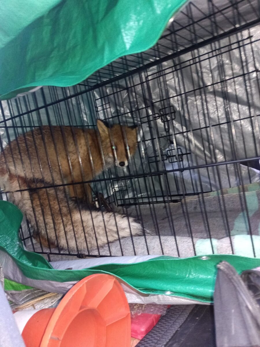 Клетка посещается в Рено Сандеро :) Не степвей :)