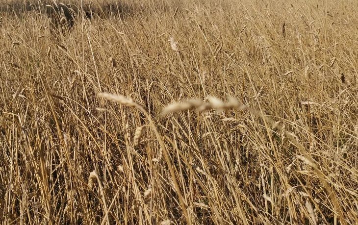    Новое открытие удивительного «бобового» свойства пшеницы сделали ученые