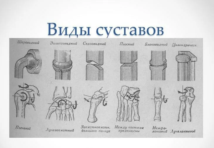 Виды суставов и примеры