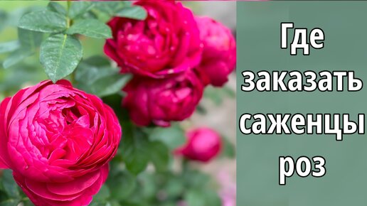 ‼️Надежные питомники и сайты-мошенники. Мой опыт заказов роз в разных местах