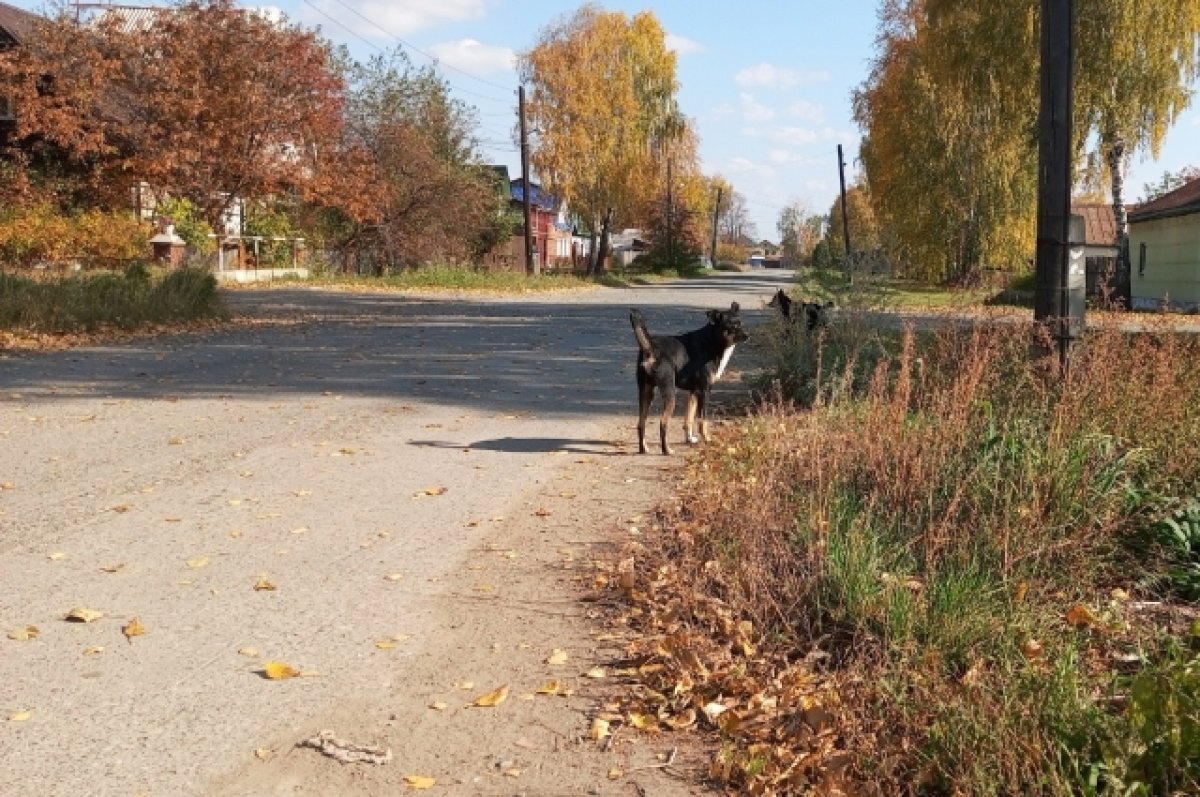    Жители Нижнего Тагила жалуются на бродячих собак