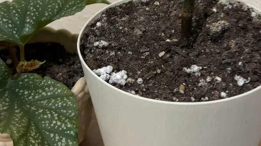 Домашний уют и оранжерея Ксю | Бегония пятнистая. Думала, что потеряла ...