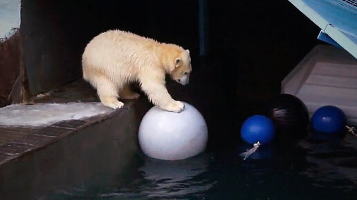 Медвежонок Стрелка так разыгралась, что бегает, прыгает, плавает в ...