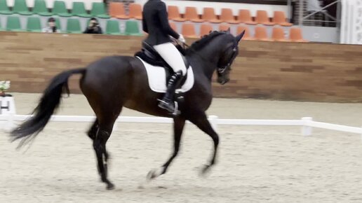 КЮР Юниорских езд: Анастасия Лесникова и кобыла ДЖОЗЕФИН (KWPN ...