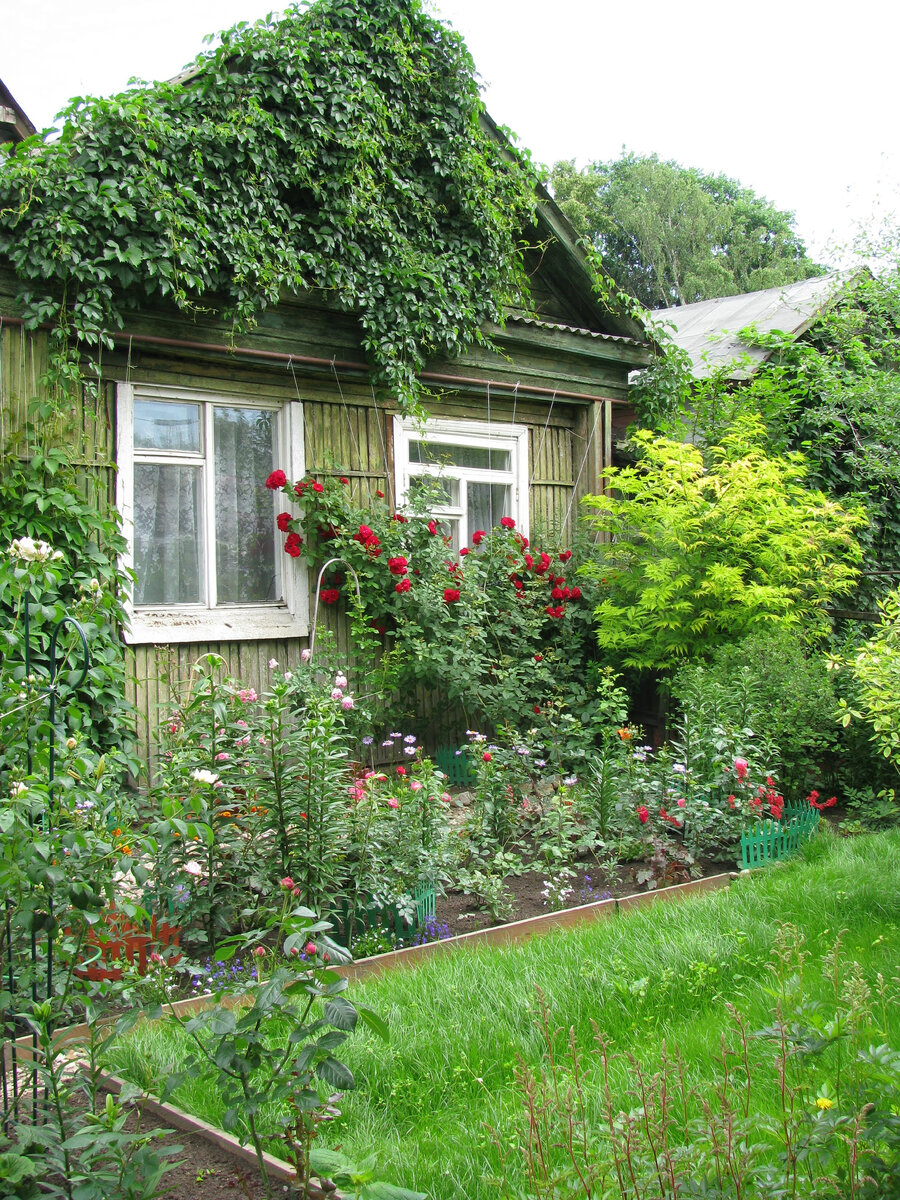 Справа у забора сортовая бузина, посаженная маленьким кустиком, которая сейчас превратилась в дерево выше дома.