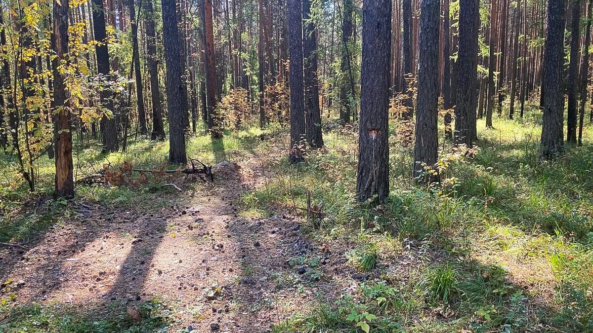     Депутат Наталья Оськина сообщила корреспонденту RostovGazeta о том, что сегодня прошло беспрецедентное судебное заседание по участку земли в роще СКА. Жителям города удалось сохранить рощу от вырубки и застройки.