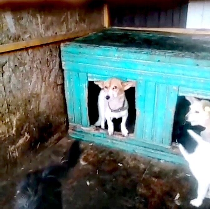 Мотя в отлове
