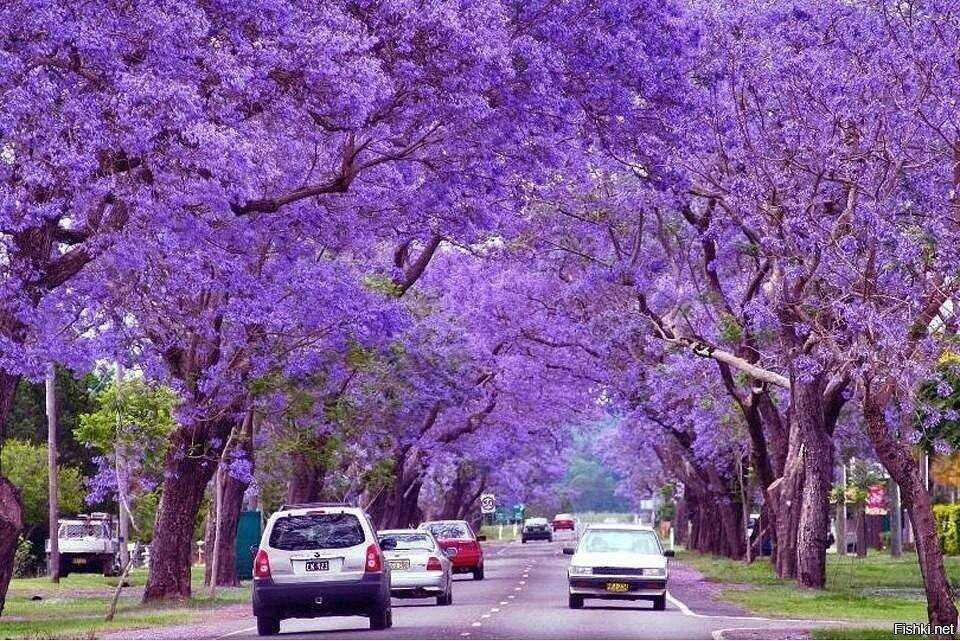 Лос Анджелес, цветёт жакаранда