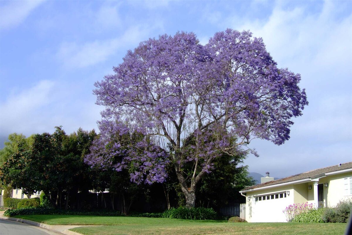 Жакаранда – это прекрасное декоративное растение с фиолетовыми цветами, которое приковывает взгляды своей красотой и изяществом.