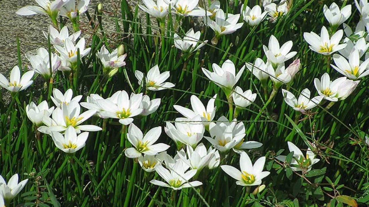 Зефирантес (Zephyranthes): уход, фото, виды | Дача: сад и огород | Дзен