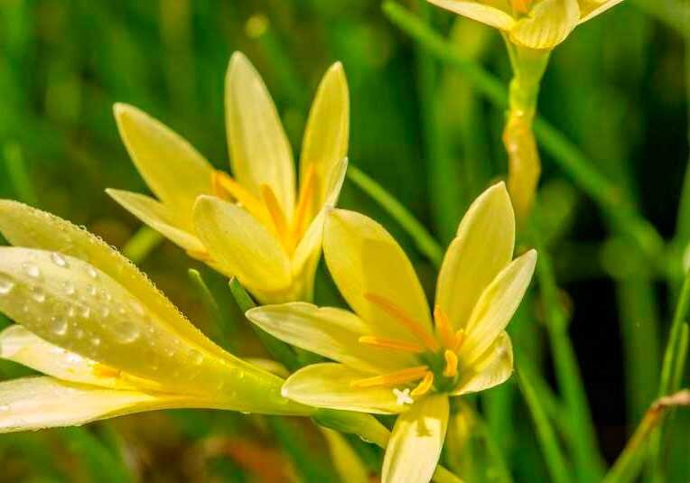 Zephyranthes ROBUSTA (Зефирантес): купить 2 семени c доставкой почтой 🌸 Адениум дома