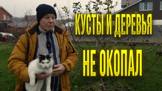 Не успел перекопать приствольный круг - не беда, делай как я | Сад ...