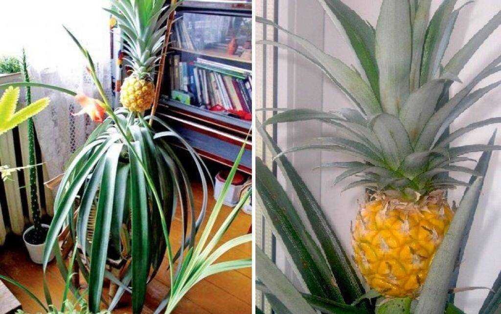 Как вырастить ананас дома на подоконнике: совет агронома