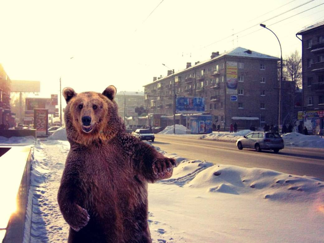 The second season of hunting on a bear opens in Murmansk Region Society Seldon N