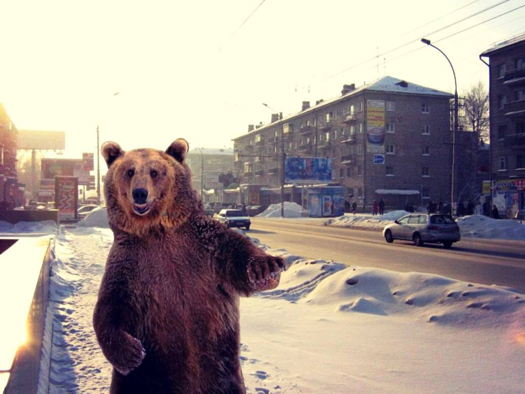 Мишка гуляла. Медведь в городе. Медведь на улице. Медведь на улице города. Медведи на улицах России.