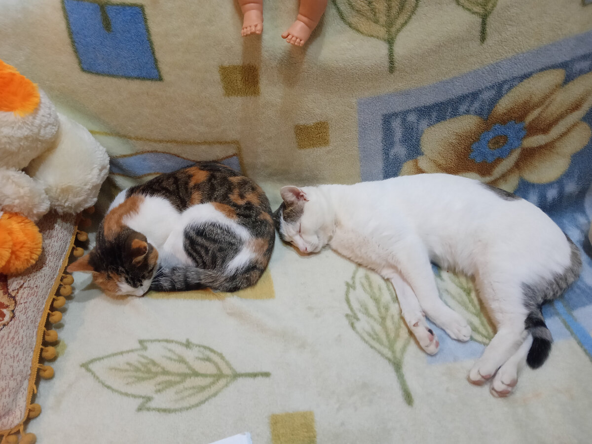 Тоже мои питомцы