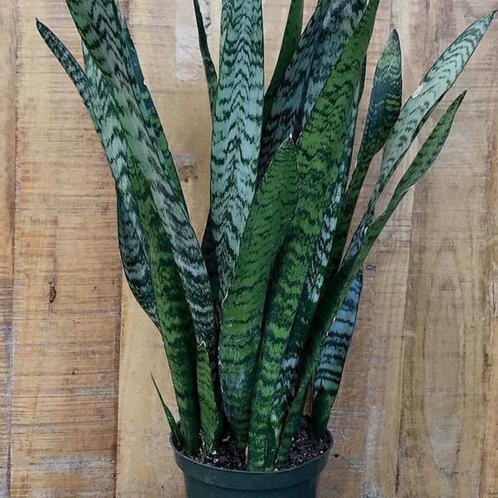 Sansevieria trifasciata