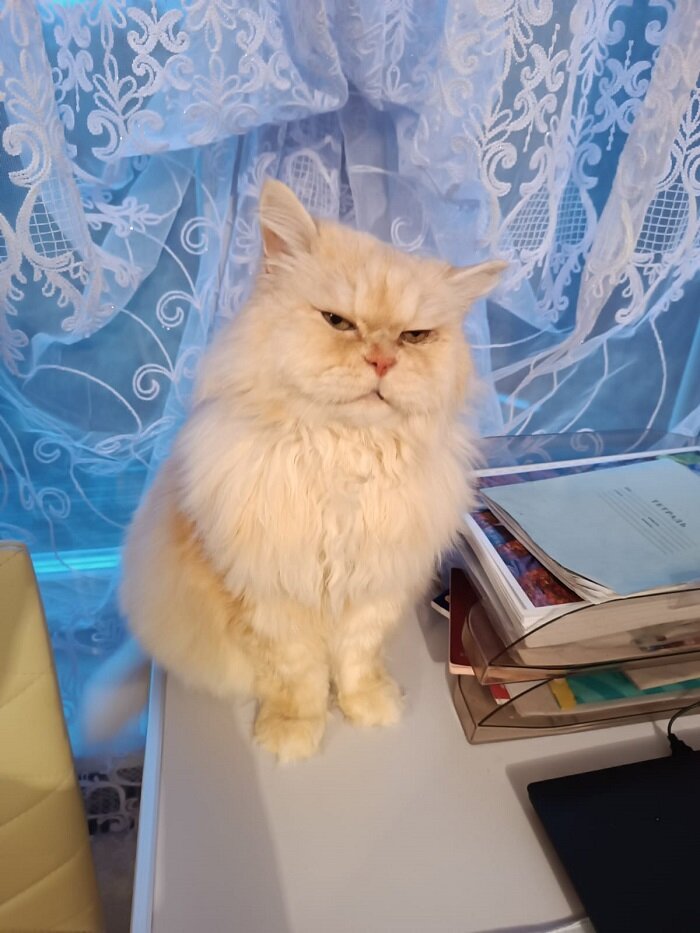 Деловушка моя любимая