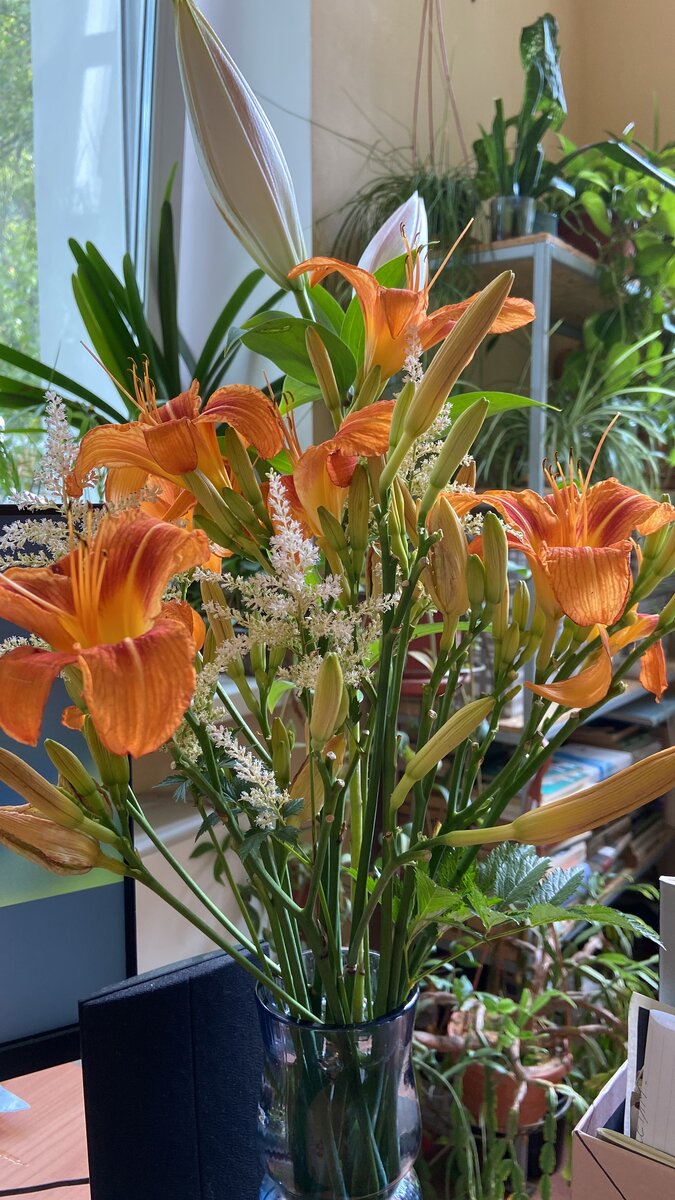 Парковые. Елена Маркова. 5 фото, листайте