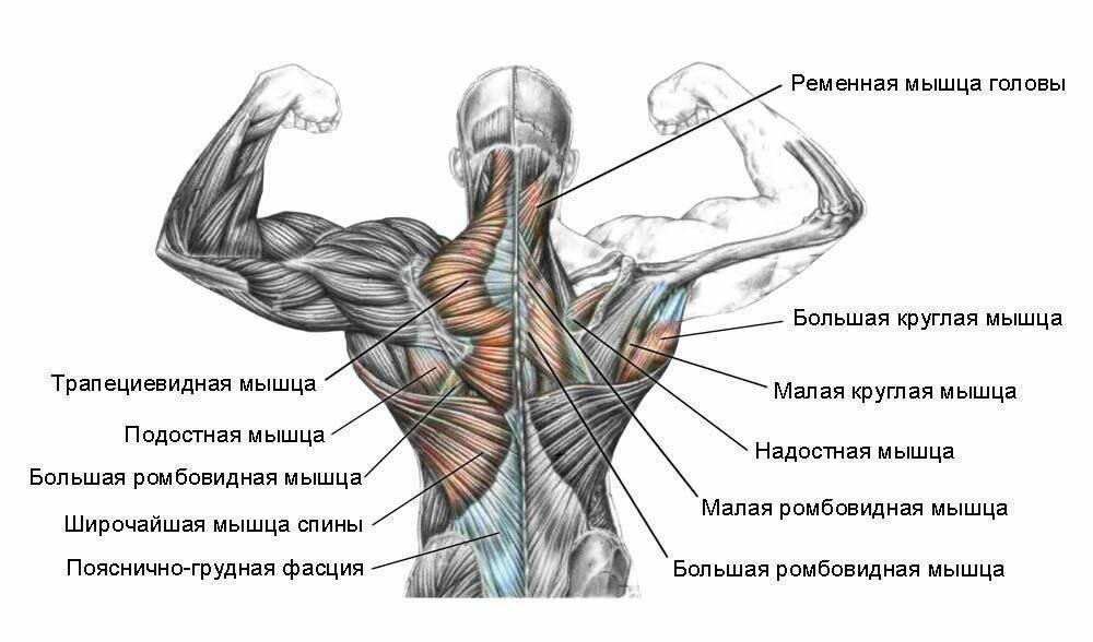 Грудино поясничная фасция